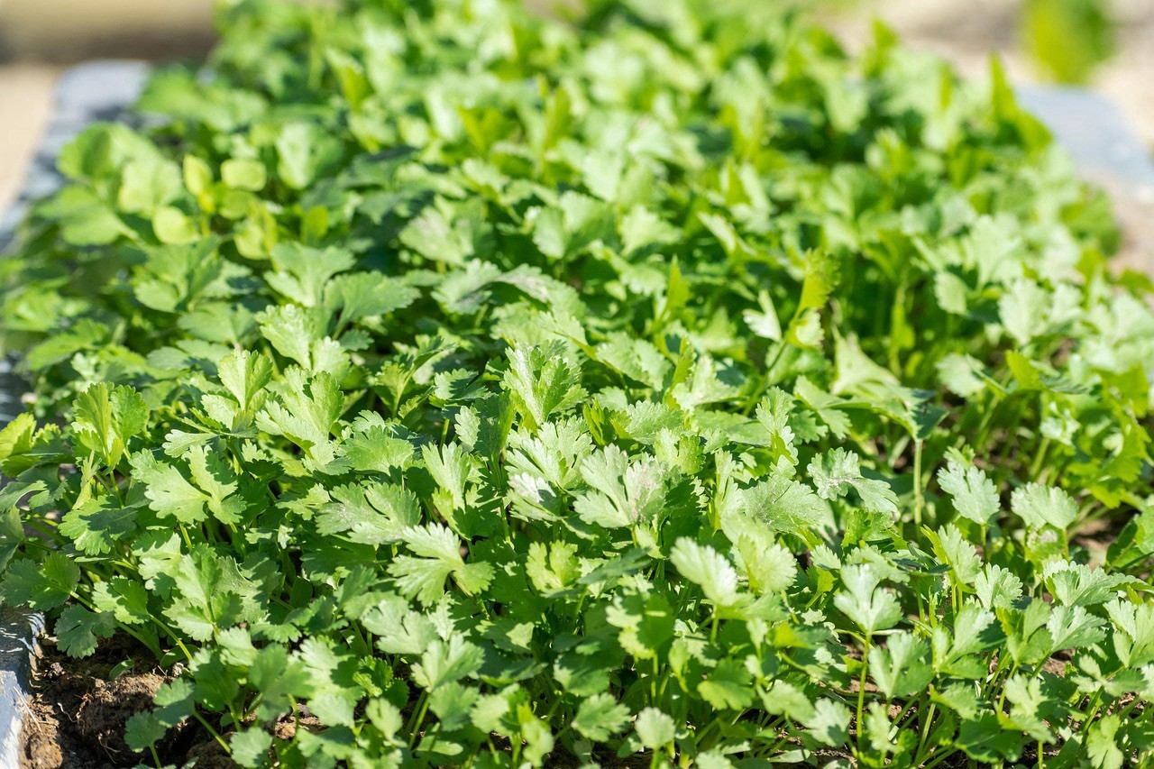 Cilantro Seeds (Split), Leisure Coriander, Oriental & Mexican Cuisine, FREE SHIP