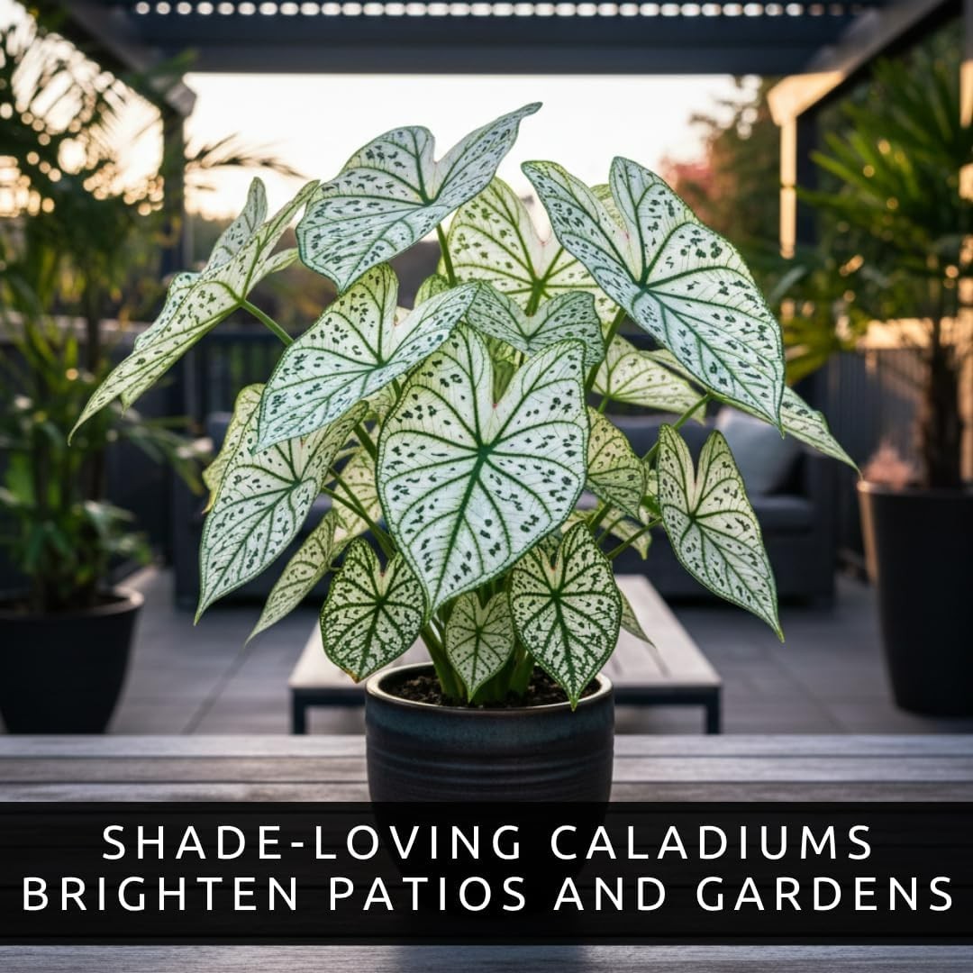 Elegant Green and White Caladium Bulbs – Easy Grow Gift for Plant Lovers, 6 Pack