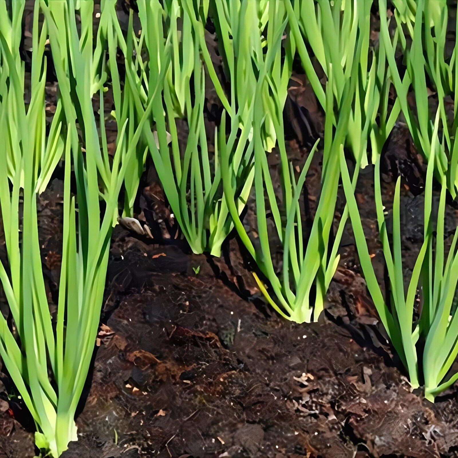 Ruby Sweet Red Onion Seeds Non-GMO Crisp Garden Favorite