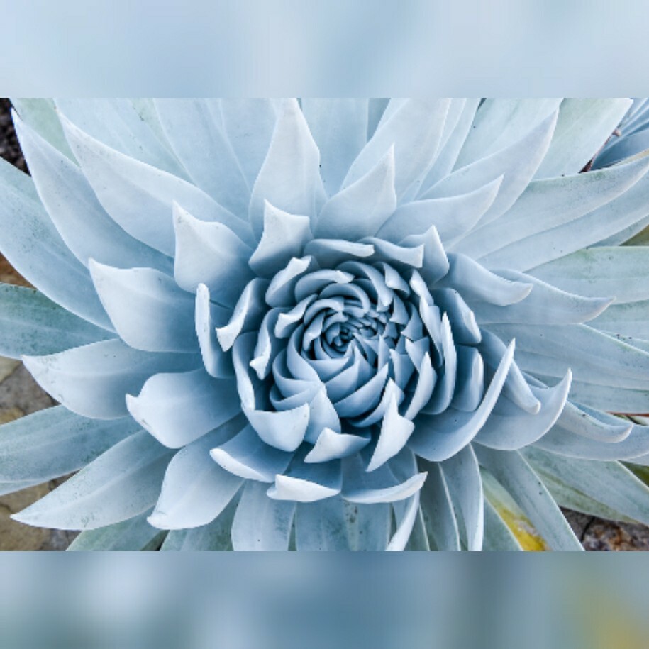 Dudleya Brittonii Giant Chalk Succulent 30 seeds form. Echeveria blue