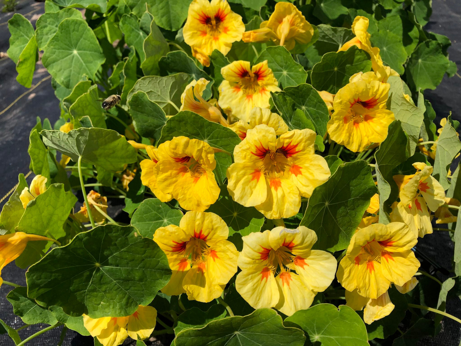 25+ PEACH MELBA DWARF NASTURTIUM SEEDS FRESH FOR YOUR FLOWER GARDENS