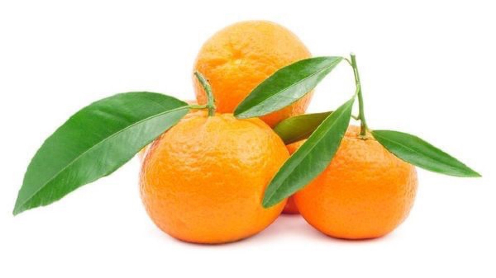 California only! Clementine/ Algerian Semi-Dwarf Mandarin, 18-36 inches tall