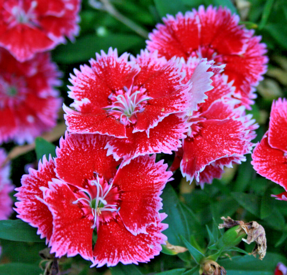 1000 SWEET WILLIAM Seeds (Dianthus barbatus) Perennial Flowering House Plant