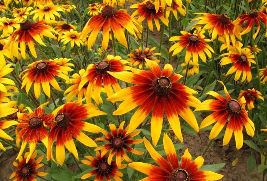 Rudbeckia hirta GLORIOSA DAISY – PERENNIAL Seeds!