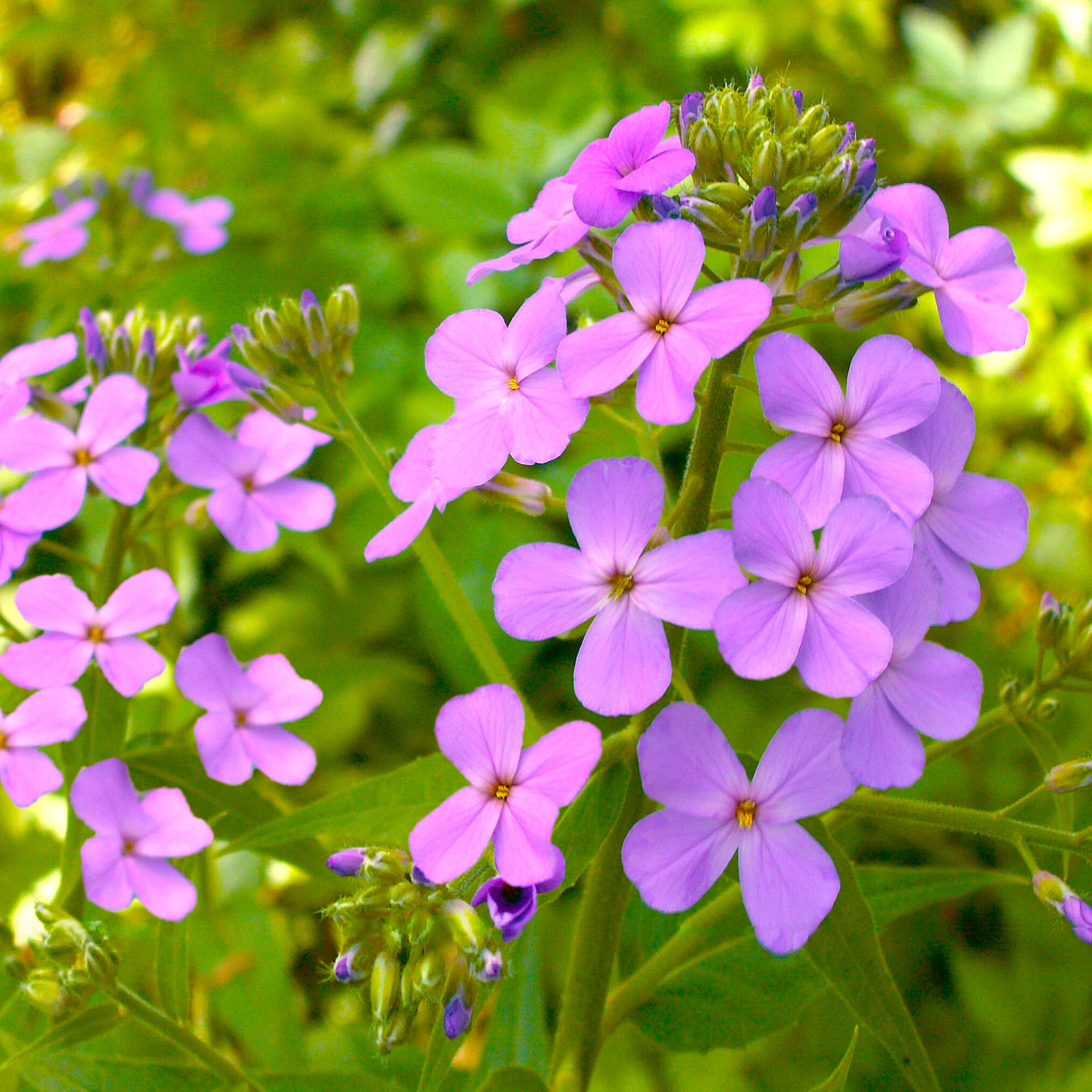 Dame’s Rocket Seeds | Sweet Violet Purple Wildflower Perennial Flower Seed 2025