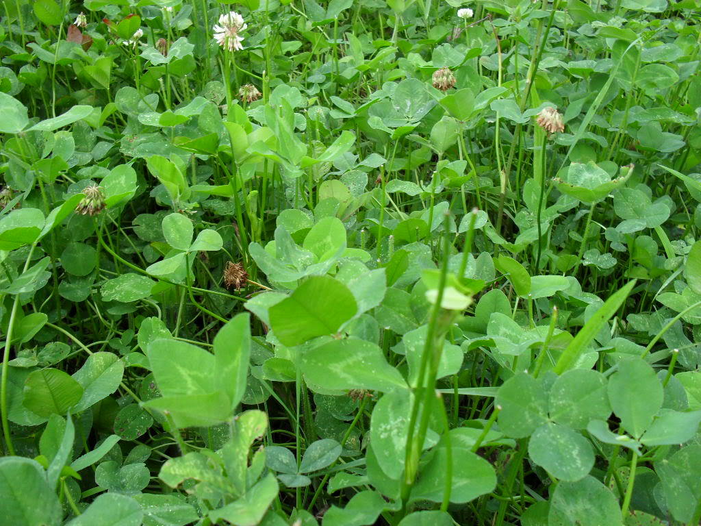 Ladino Clover Seeds – 25 Lbs.