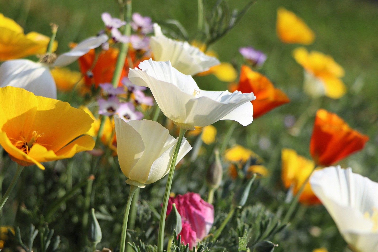 1000 MIXED Colors CALIFORNIA POPPY Eschscholzia Californica Flower Seeds