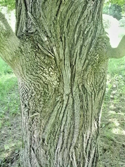15 SCHWEDLERS NORWAY MAPLE SEEDS – Acer platanoides ‘Schwedleri’ ‘