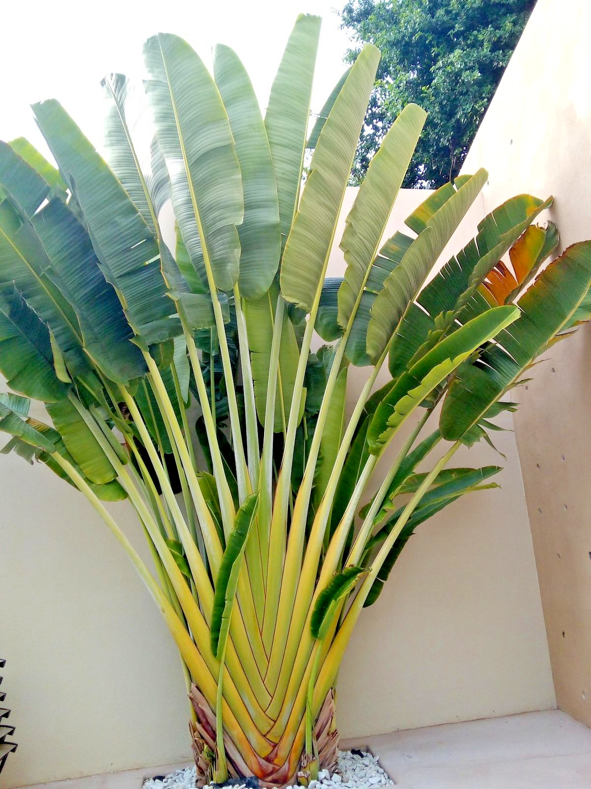 TRAVELERS PALM TREE SEEDS (Ravenala madagascariensis) Bird of Paradise Plant