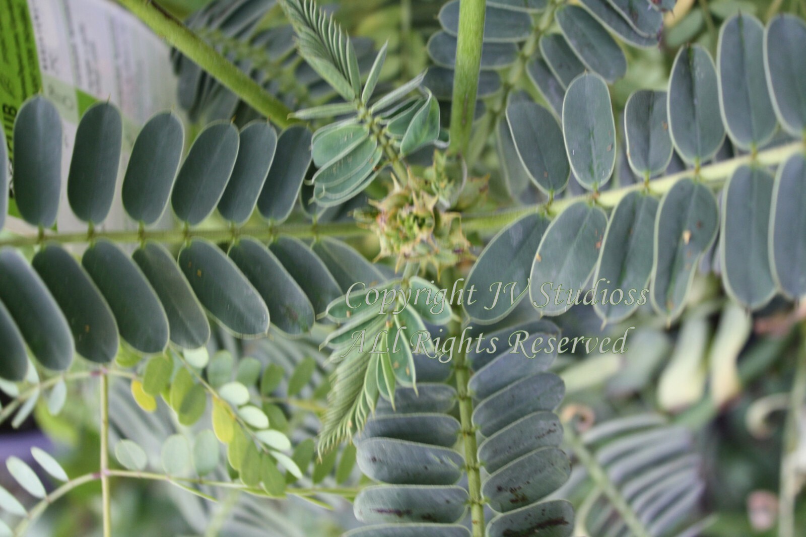 Caesalpinia pulcherrima Yellow Poinciana 10 Seeds All Natural Heirloom