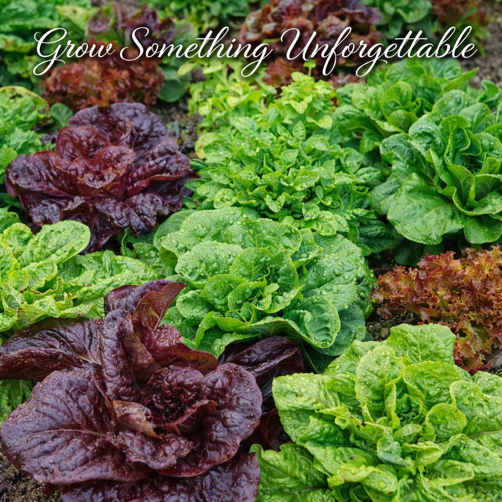 1000 Chef’s Salad Garden Lettuce Mix Seeds -5 Heirloom Varieties -Non-GMO-USA!