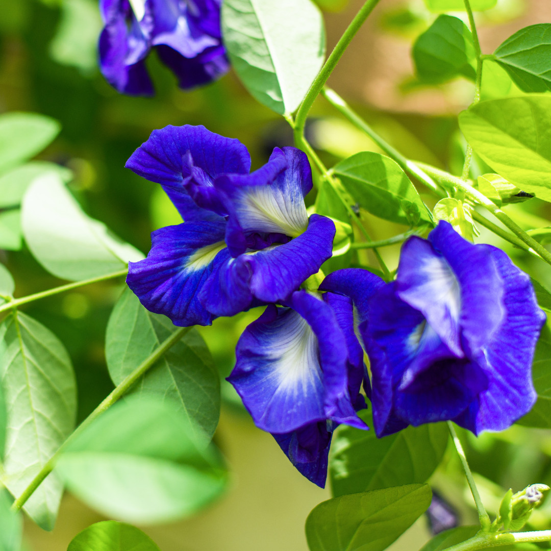 Fresh Butterfly Pea Seeds | Flower | Heirloom Non-GMO | Asian Flower Seeds