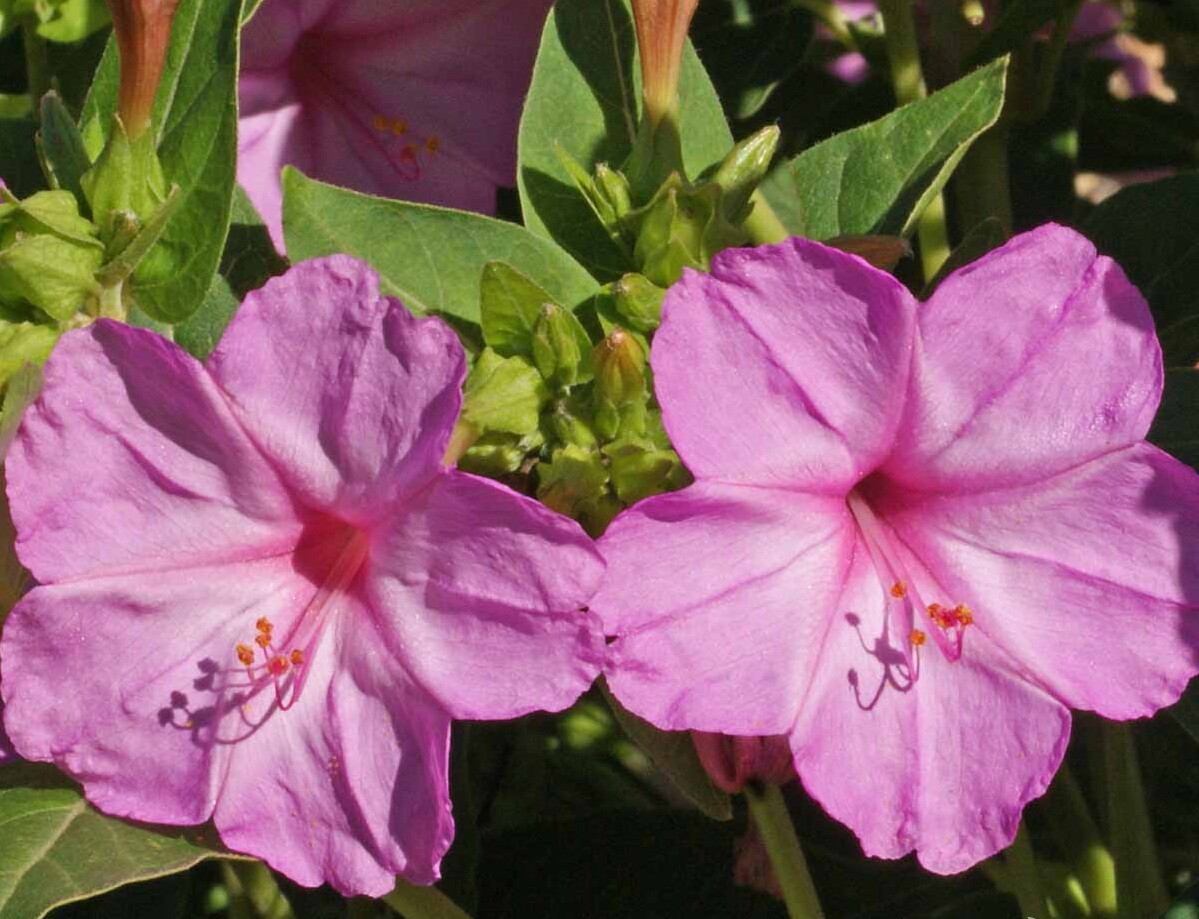 100 Pink Four O’Clock Flower Seeds Mirabilis jalapa