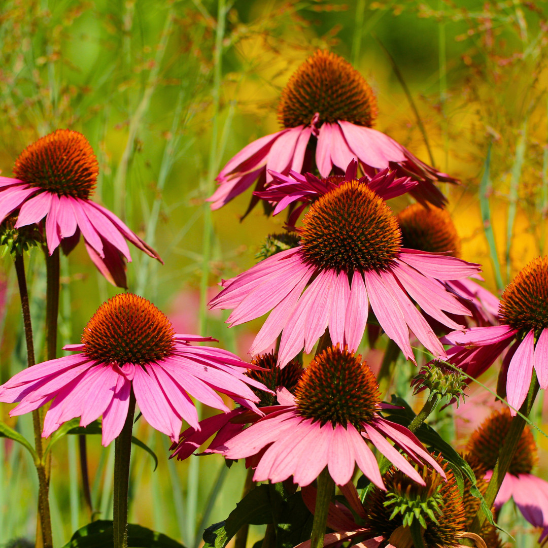 Fresh Echinacea Seeds | Purple Coneflower | Heirloom Non-GMO | Flower Seeds