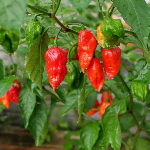 25 Choice Harvested Fresh Super-Hot Bhut Jolokia Red Premium Pepper Seeds-B 05