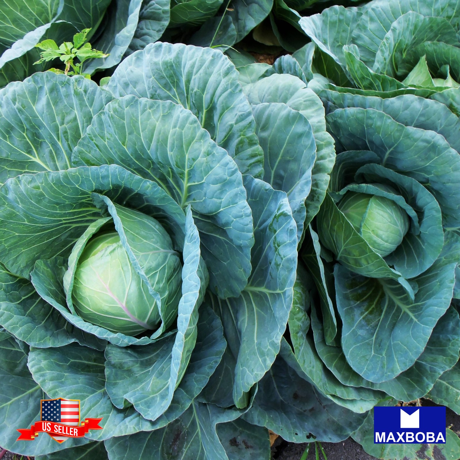 250 All Seasons Organic Cabbage Seeds Non-GMO Heirloom BTGO 75% OFF