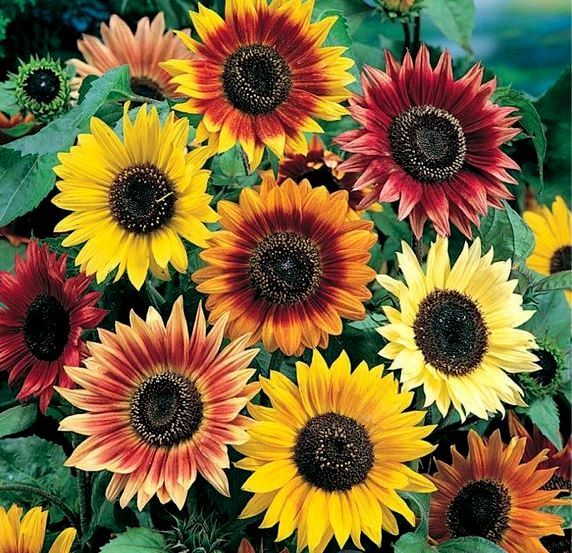 100 Sunflower Seeds, Autumn Beauty, Multi Colored, Heirloom Sunflower Seeds