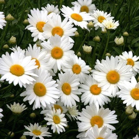 10,000 +/- Shasta Daisy Seeds Non-GMO