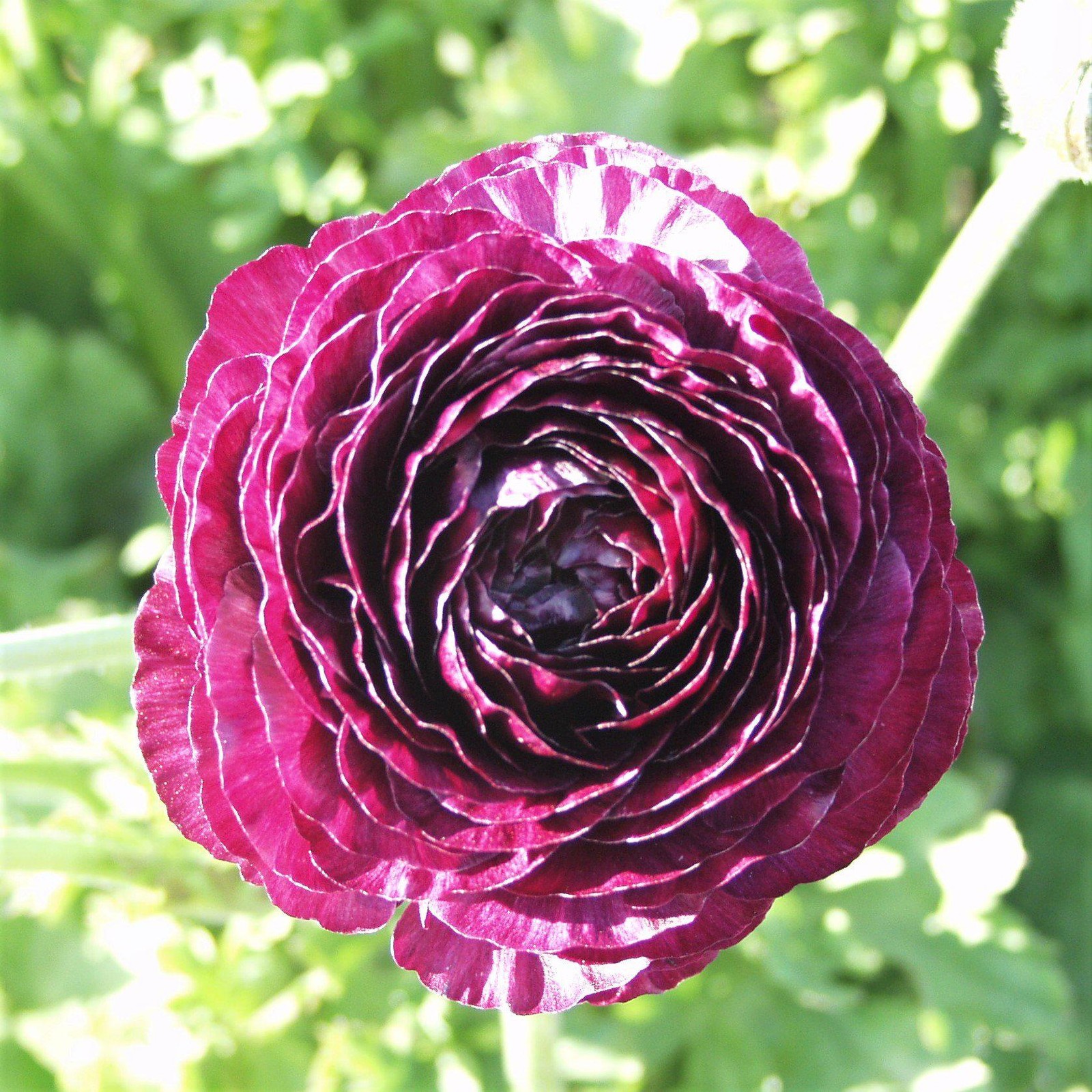 Easy to Grow Ranunculus Buttercup Purple 10 Plant Bulbs, Spring Flowers