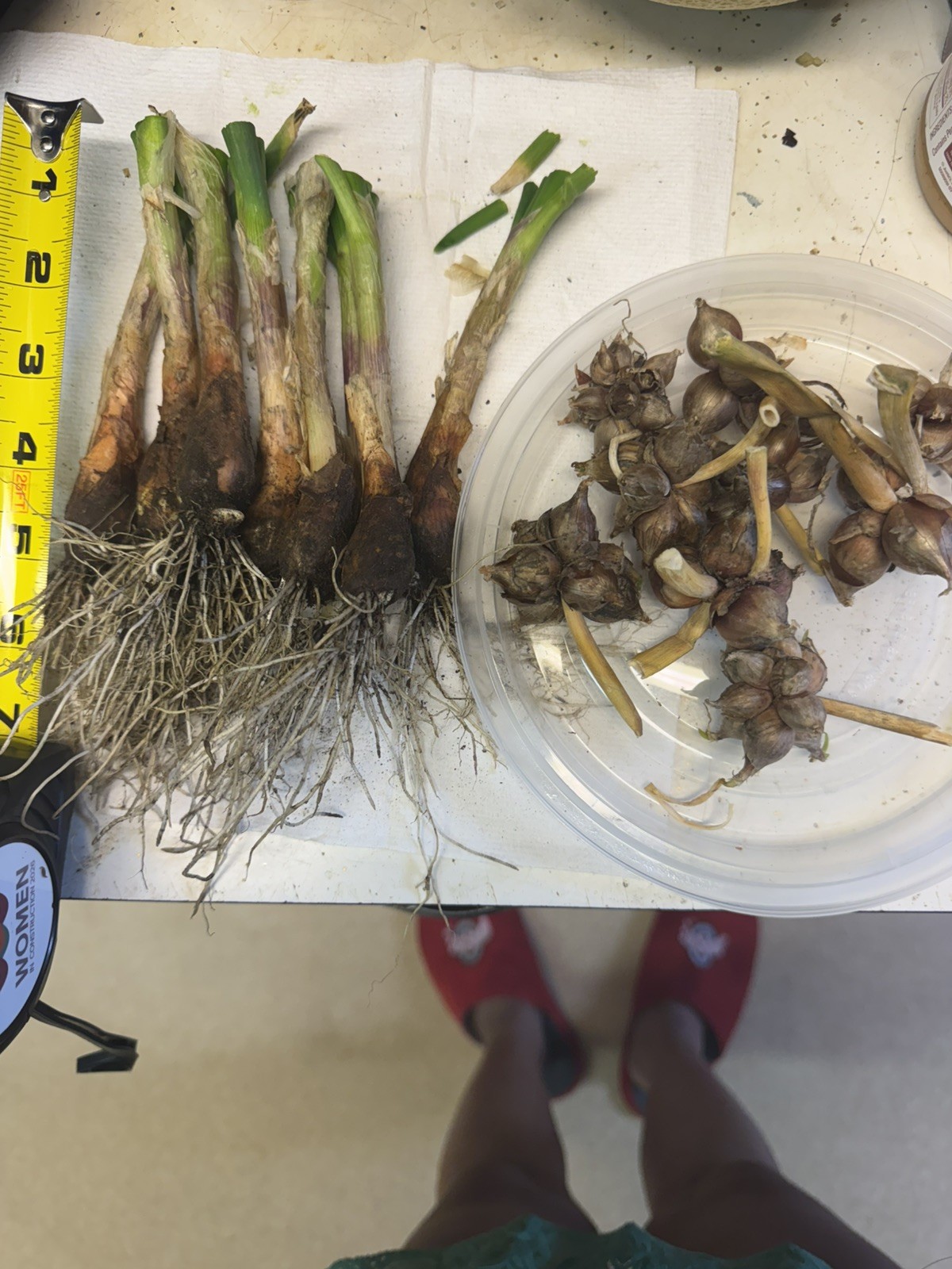 Egyptian Walking Onion Top Set Cluster of 12 plants matured plants see read