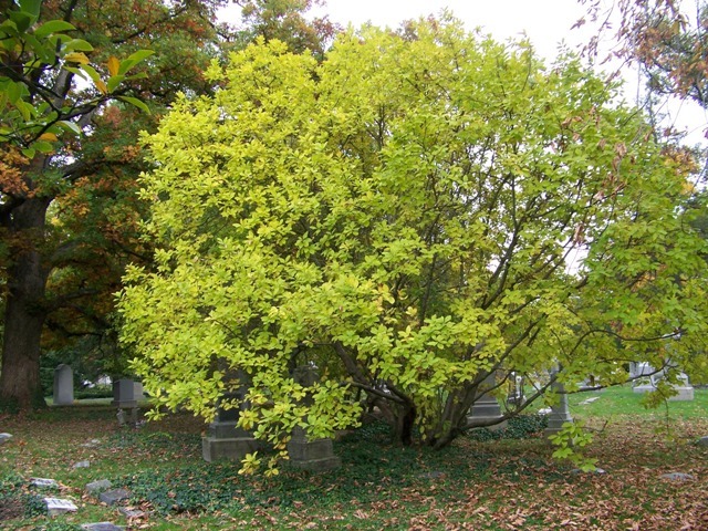 White Fringe Tree, Chionanthus virginicus, Seeds (Showy, Fall Color)