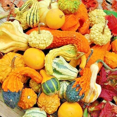 30+SMALL MIXED GOURDS Seeds Hard Shell Type Crafts Autumn Decoration Baskets