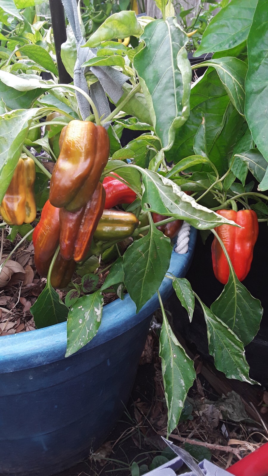 50+ Candy Cane Pepper seeds. Very sweet and hot. Open Pollinated