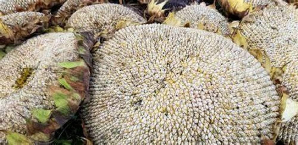 Sunflower Flower Seeds, Mammoth Grey Stripe “COOL BEANS N SPROUTS” Brand