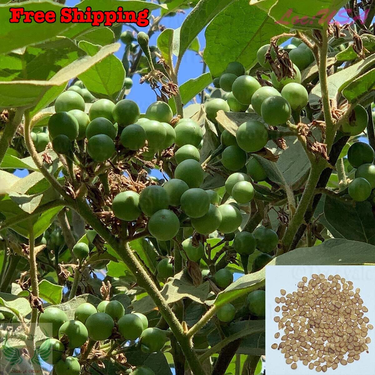 Pea Eggplant, Brush Eggplant, Turkey Berry, Thai Pea Eggplant Seeds