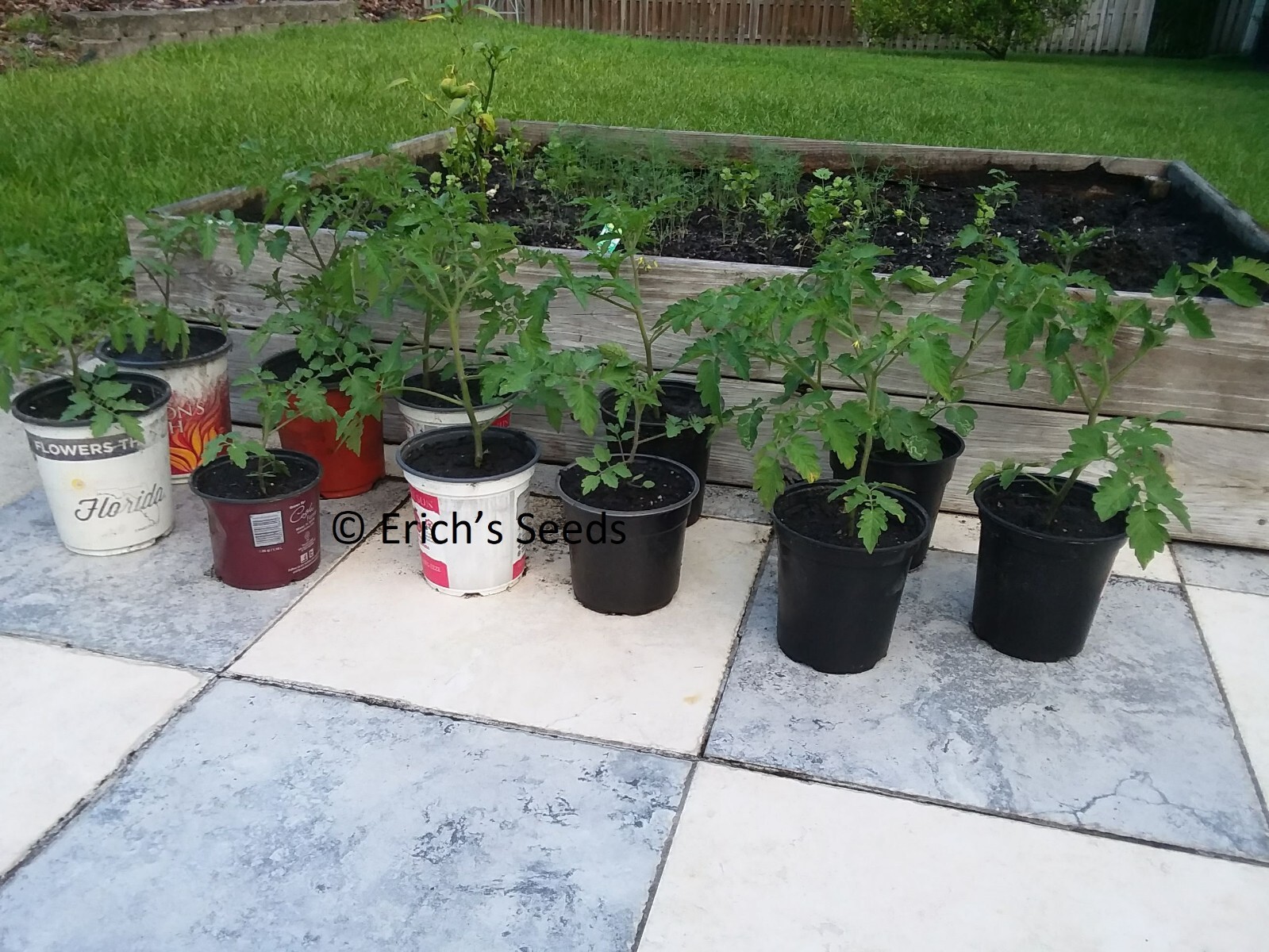 30+ Florida Everglades Tomato Seeds Organic – Fresh seeds from June 2023
