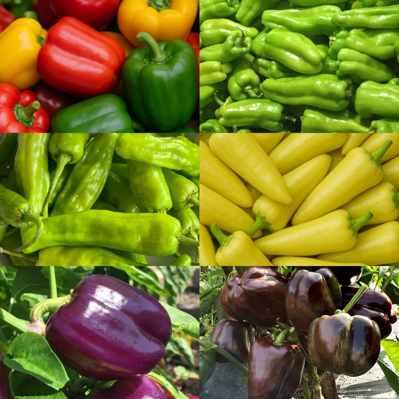 6 Sweet Pepper Seeds Collection, High Yield, Non-GMO, Fast Growing, Easy to Grow