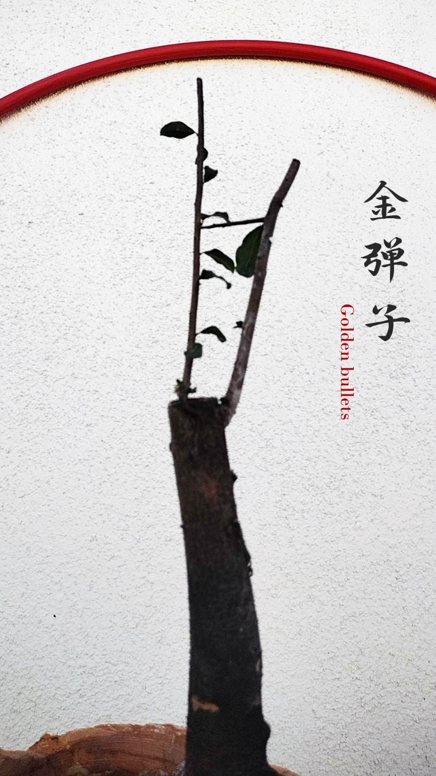 Female Diospyros armata JinDanZi 金弹子 evergreen JinDanZi stump bonsai