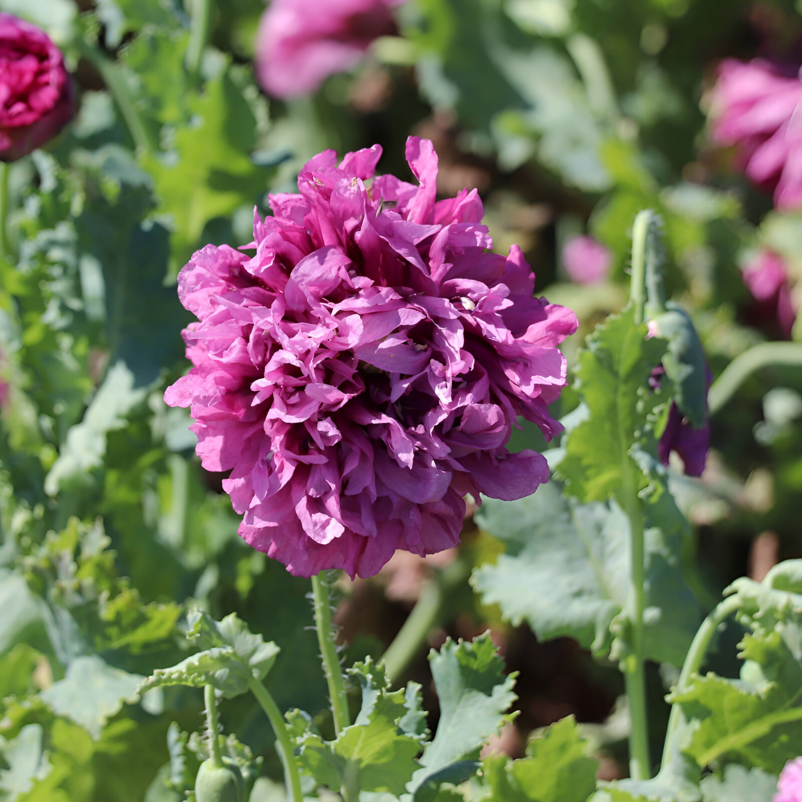 1,500 Purple Peony Poppy Seeds – P. Somniferum – Giant Purple Frilly Blooms