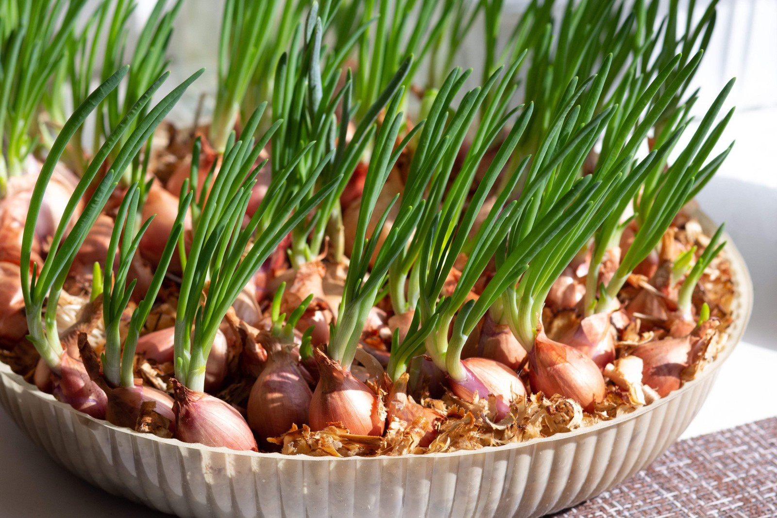 500 SOUTHPORT White Globe BUNCHING ONION Allium Cepa Vegetable Seeds