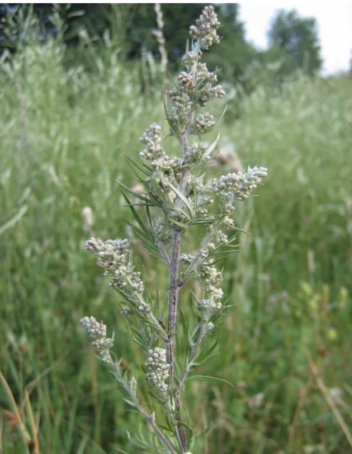 100+ MUGWORT Wormwood HERB SEEDS Magic Medicinal Culinary Heirloom Perennial Usa