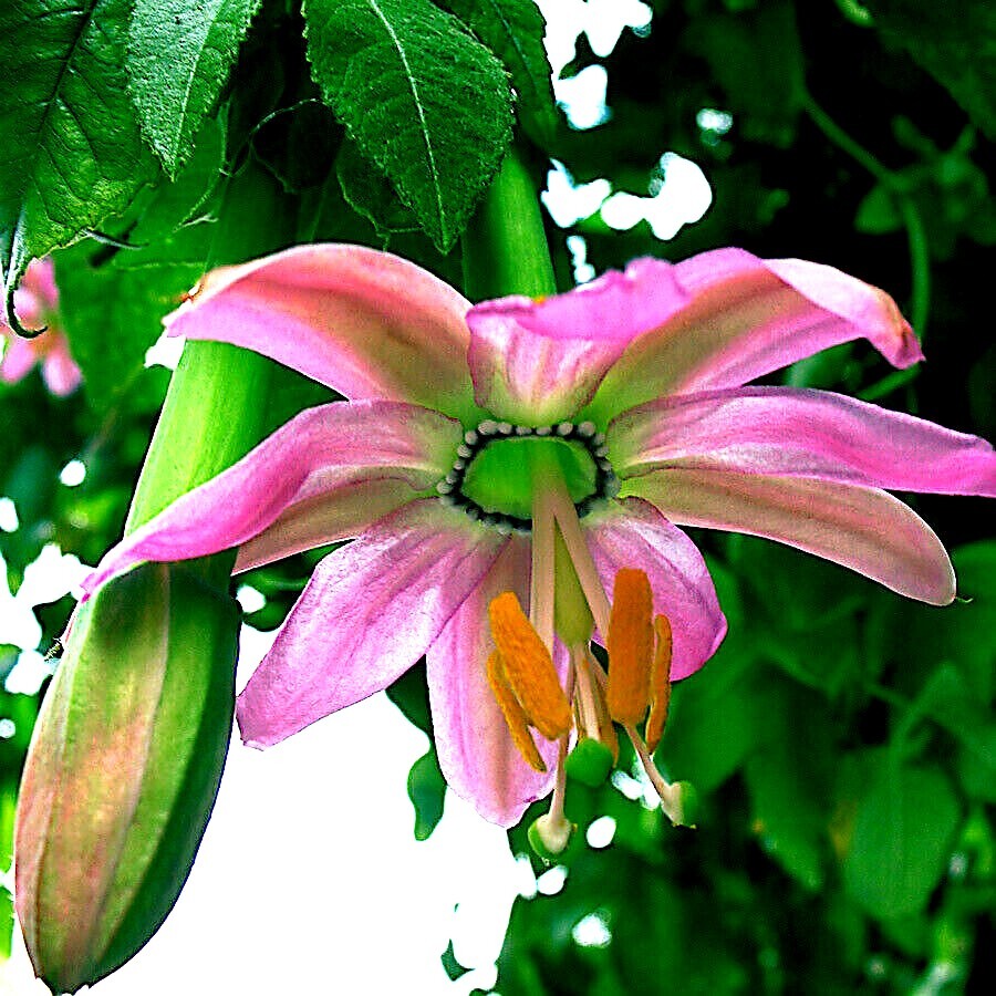 10 BANANA PASSIONFRUIT SEEDS (Passiflora Mollissima) Fast Flower Vine Plant RARE