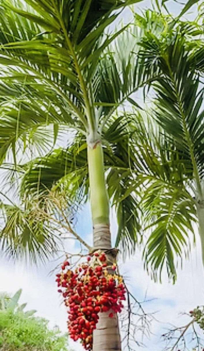 50 Seeds Christmas Manila Palm Tree Adonidia merrillii HAWAII GROWN Manoa Oahu