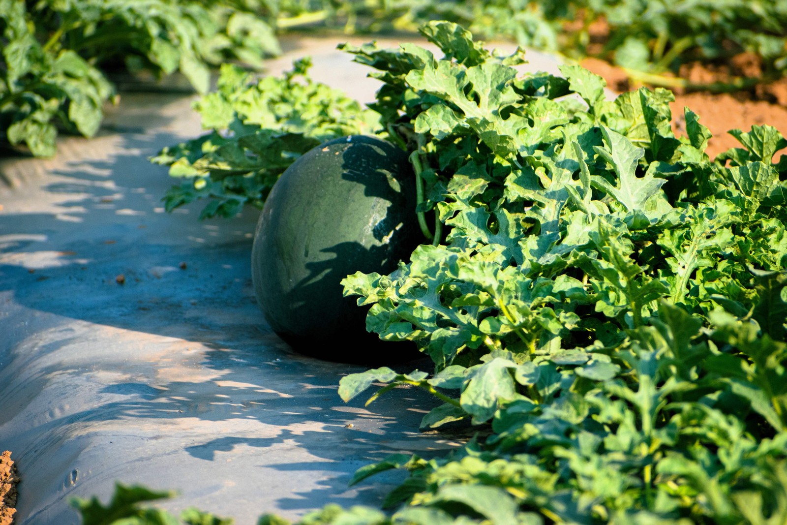 50 FLORIDA GIANT WATERMELON Cannon Ball Black Diamond Citrullus Fruit Seeds