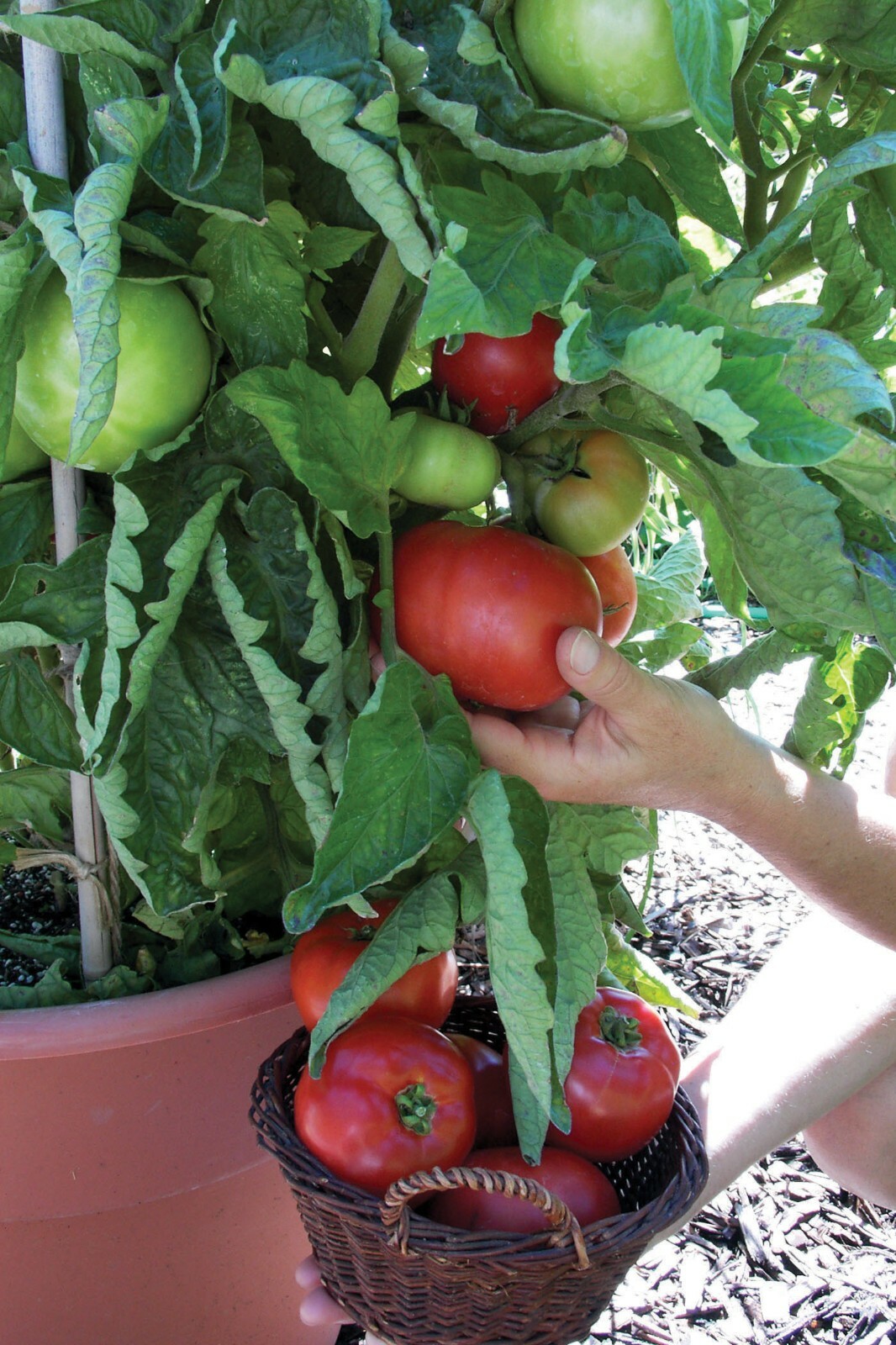 25+Patio BUSH TOMATO Seeds Organic Compact 36″ Plant Vegetable Garden Container