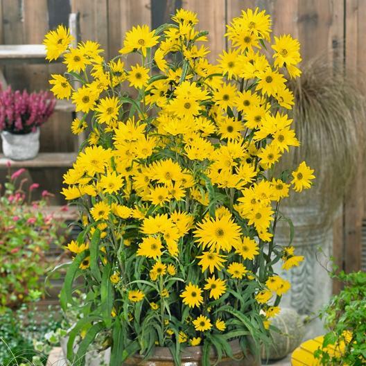 Sunflower SUNNY Mix Landscaper’s Pack Bulk Non-GMO Hummingbirds 250 Seeds!