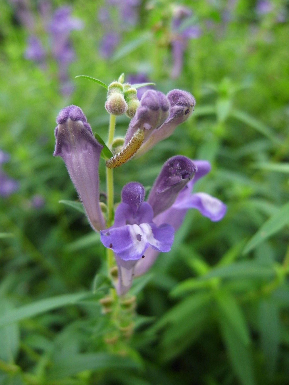 250 Scutellaria baicalensis Seeds – Baikal Scullcap Seeds – Medicinal Herb