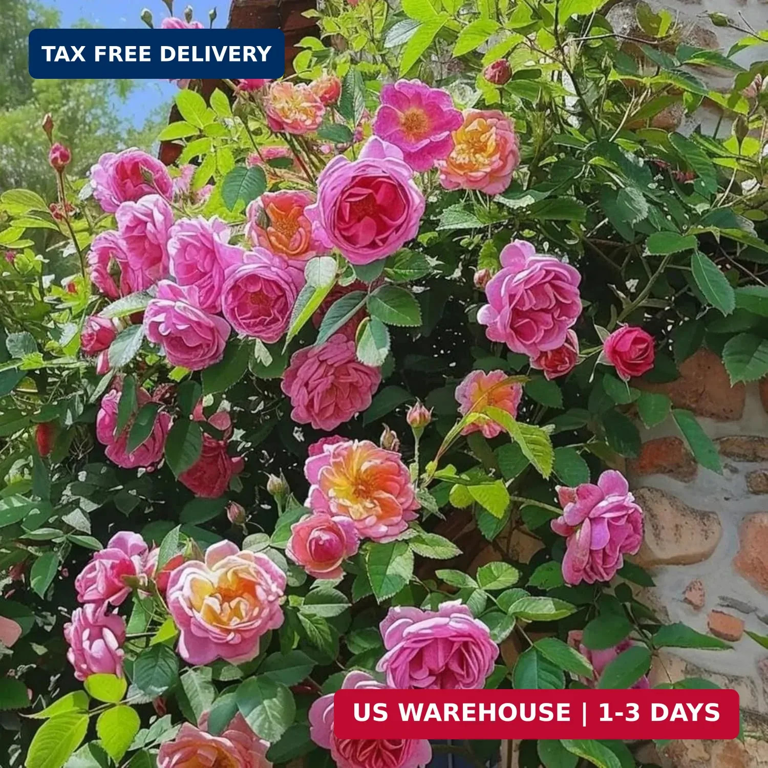 Climbing Rose Seeds for Planting – 300+ Hybrid Climbing Rose Seeds Non-GMO Heirl