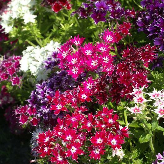 Phlox TWINKLE MIX Tall Flowers Fringed Petals Heirloom PURE Non-GMO 200 Seeds