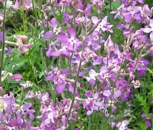 NIGHT SCENTED STOCK Matthiola Bicornis – 15,000 Bulk Seeds