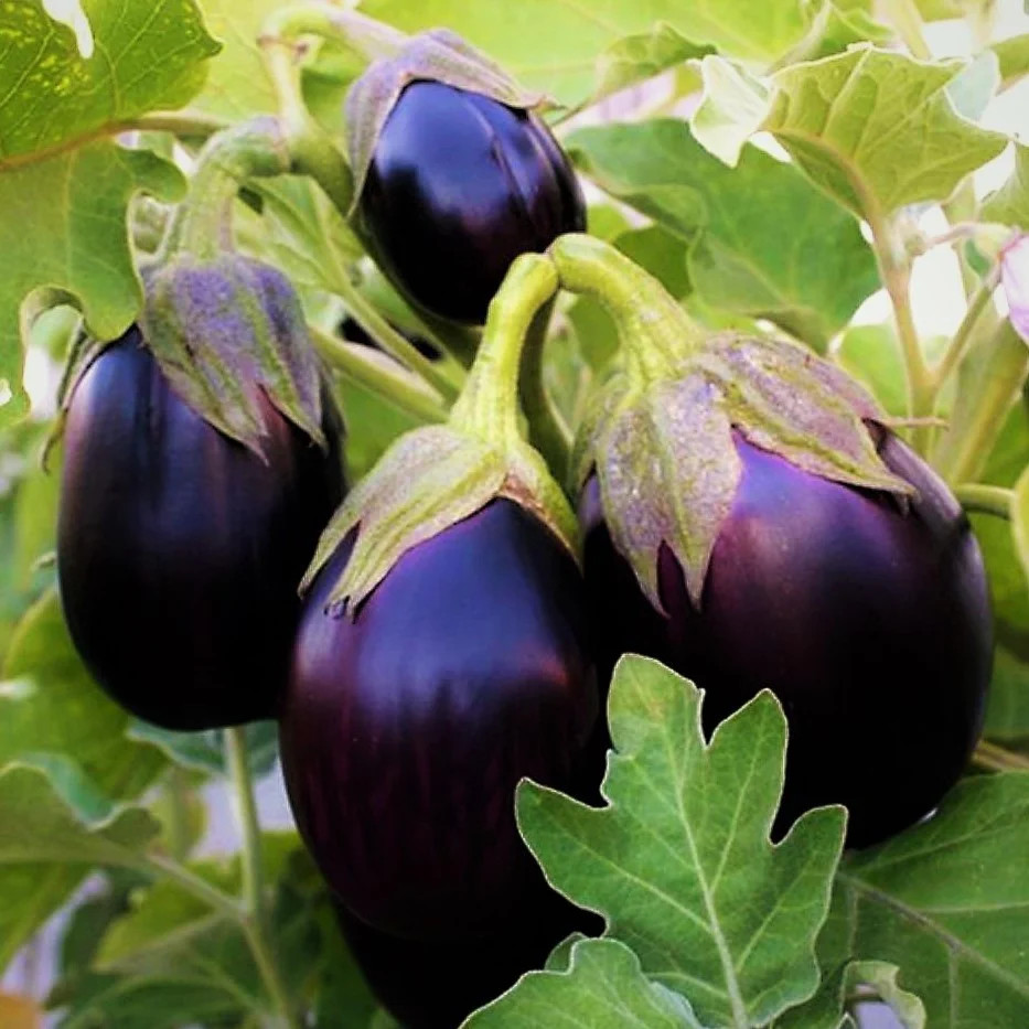 Black Beauty Eggplant Seeds – For 2026 Planting Large Purple Aubergine Brinjal