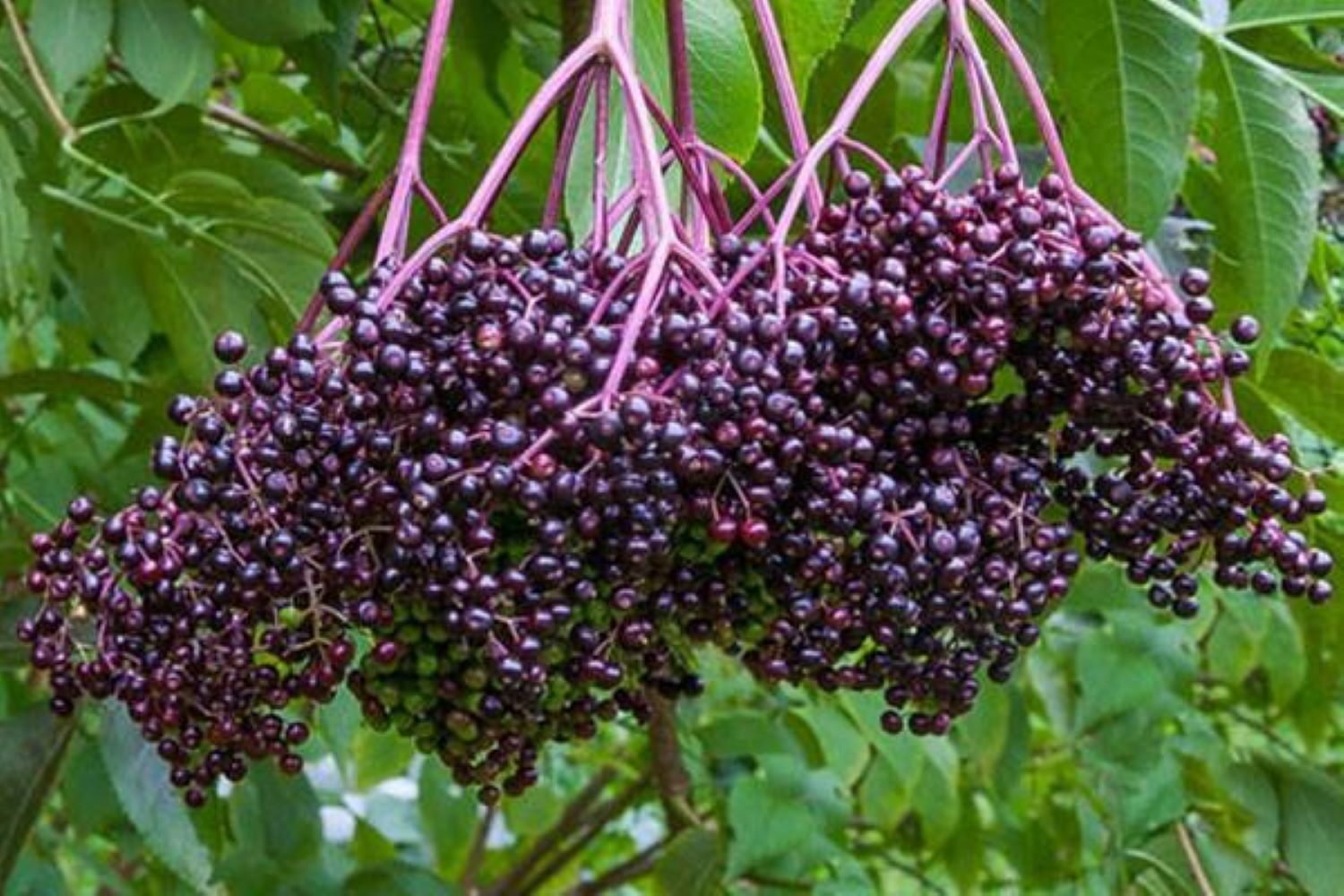 Sambucus Canadensis 50 Seeds, American Elderberry Cold Hardy Medicinal Herb