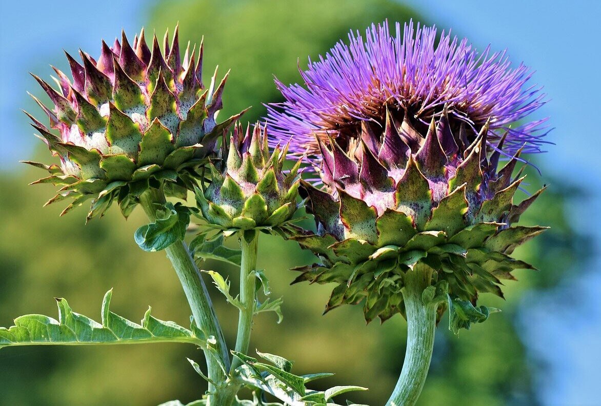 15+Purple Romagna Artichoke Seeds Italian Artichoke Perennial plant Seeds USA