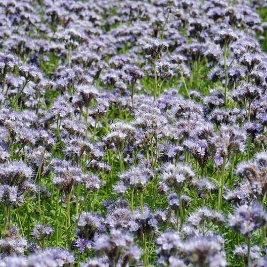 LACY PHACELIA Lavender Cover Crop Loves Heat Pollinators Bees Non-GMO 1000 Seeds