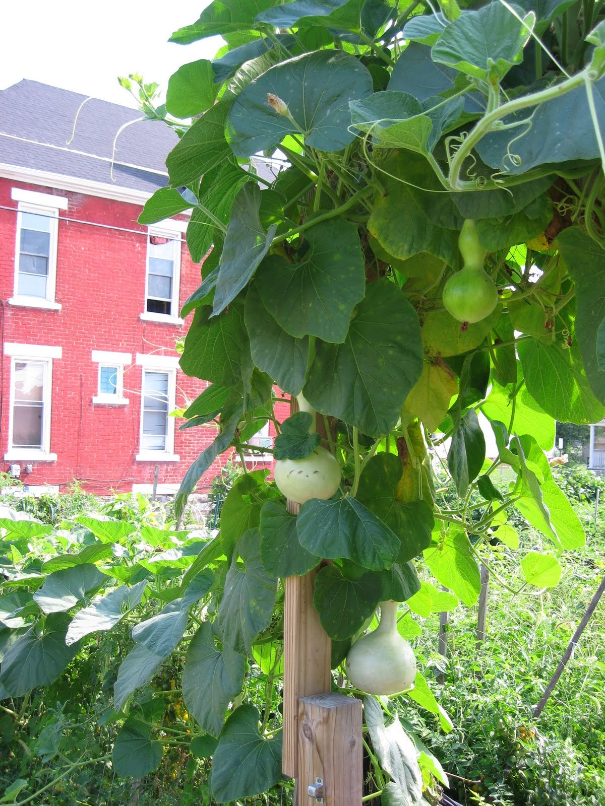 Birdhouse Bottle Gourd, Lagenaria siceraria, Seeds