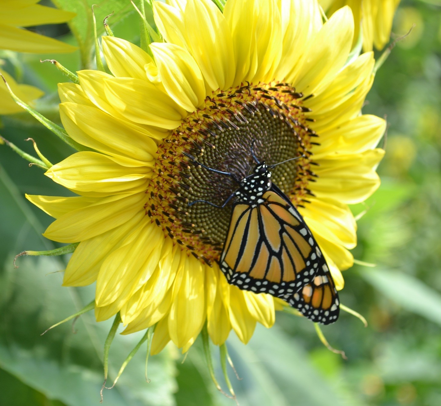 Vibrant Lemon Queen Sunflower Seeds for Planting – Non GMO Attracts Pollinators